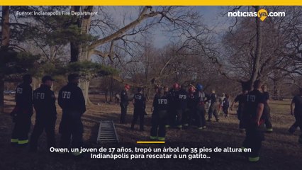 Niño es rescatado de árbol después de intentar salvar a gato