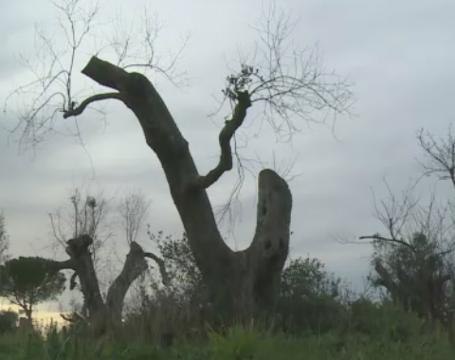 Italy's olive trees under threat from deadly bacteria