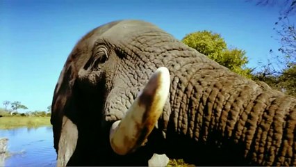 Safári na África Trailer Original