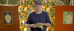 Caçadores de Frutas Trailer Original