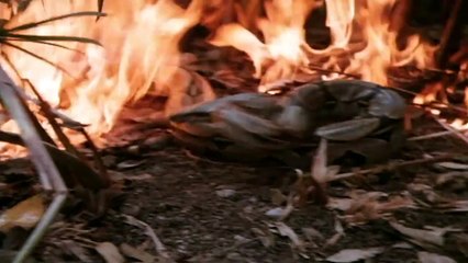 Inferno Selvagem Trailer Original