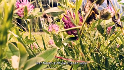 Mucho más que miel Tráiler (2) VO