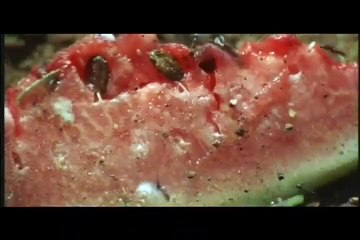 Walkabout Tráiler VO