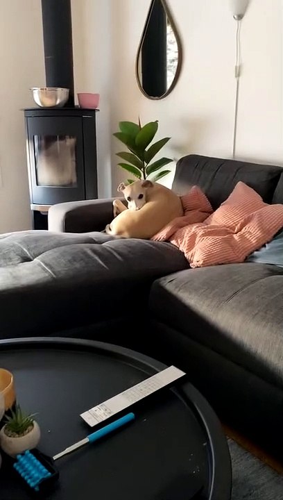 Whippet Dog Creating Mouth Bubbles While Chilling
