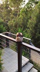 Adorable Baby Kookaburra Demonstrates it's Signature Laugh