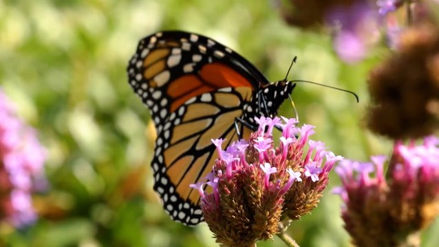 New York City preparing for annual monarch butterfly migration