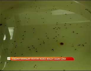 Kaedah kawalan vektor Aedes mungkin boleh diguna  kesan  Zika