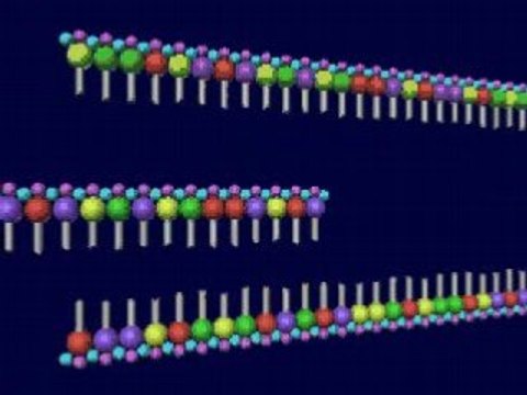 Annealing (hybridization) step of PCR