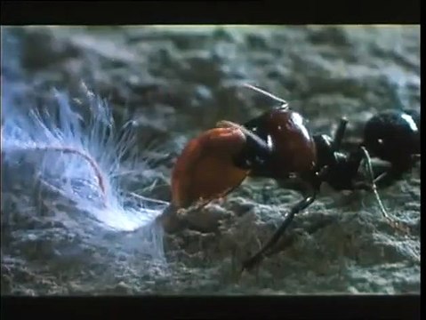 Microcosmos Tráiler VO