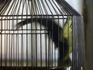 Mi obsesión por Helena Tráiler VO