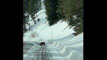 Super Rare Wolverine Sighting in Yellowstone National Park