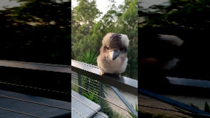 Tải video: Adorable Baby Kookaburra Demonstrates its Signature Laugh