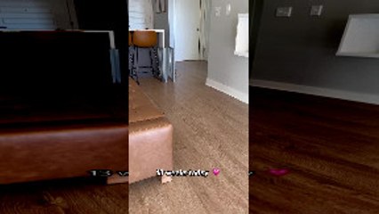 Adorable Blue Merle Frenchie Puppy Sits on Command