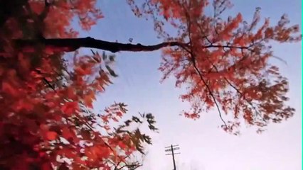 Tar (El color del tiempo) Tráiler VO