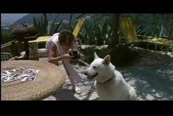 Perro blanco Tráiler VO