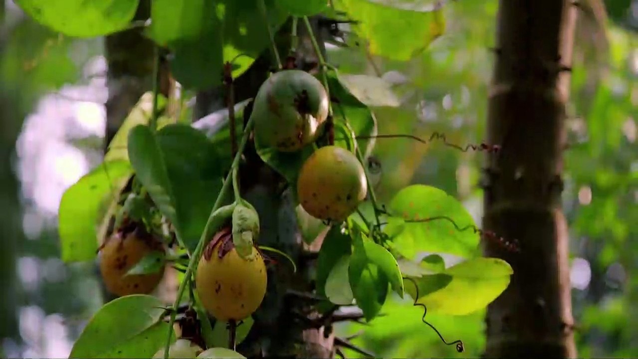 Amazônia Trailer