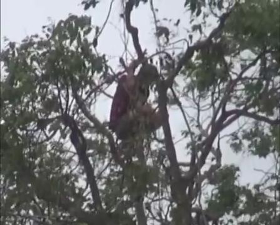 Lebih 36 jam atas pokok