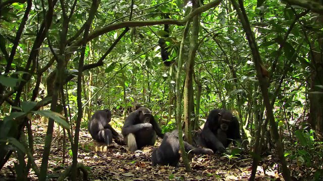 Chimpancés Tráiler VO