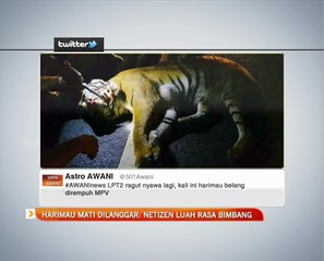 Harimau mati dilanggar: netizen luah rasa bimbang