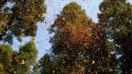 Disneynature: Wings of Life Tráiler VO