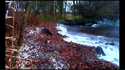 Adiós al lenguaje Tráiler (2) VO