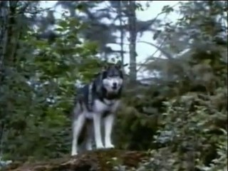 Colmillo Blanco Tráiler