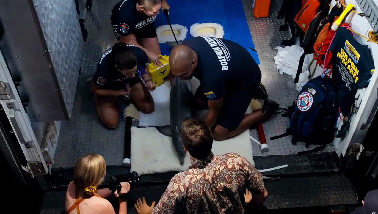 La gran aventura de Winter el delfín 2 Tráiler VO