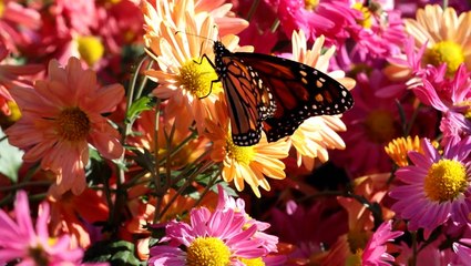 Central Park works to help dwindling monarch butterfly populations thrive