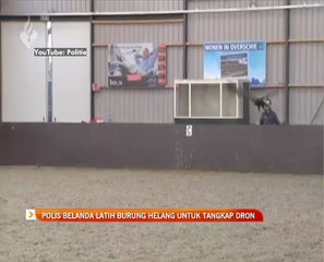Polis Belanda latih burung helang untuk tangkap dron