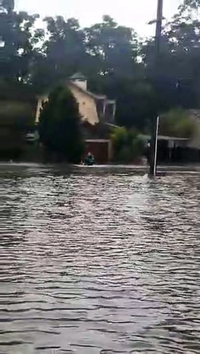 Border collies safe from floodwaters after surfboard rescue