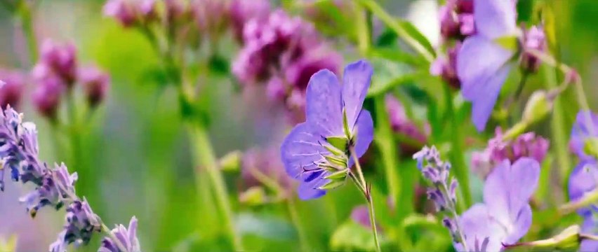 Lejos del mundanal ruido Tráiler (2) VO