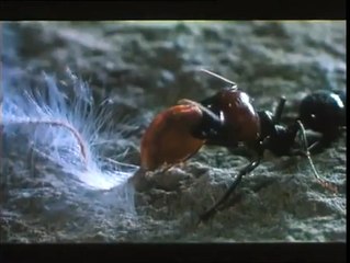 Microcosmos Trailer Original