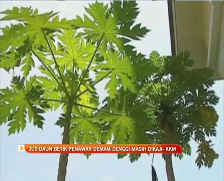 Jus daun betik penawar demam denggi masih dikaji - KMM