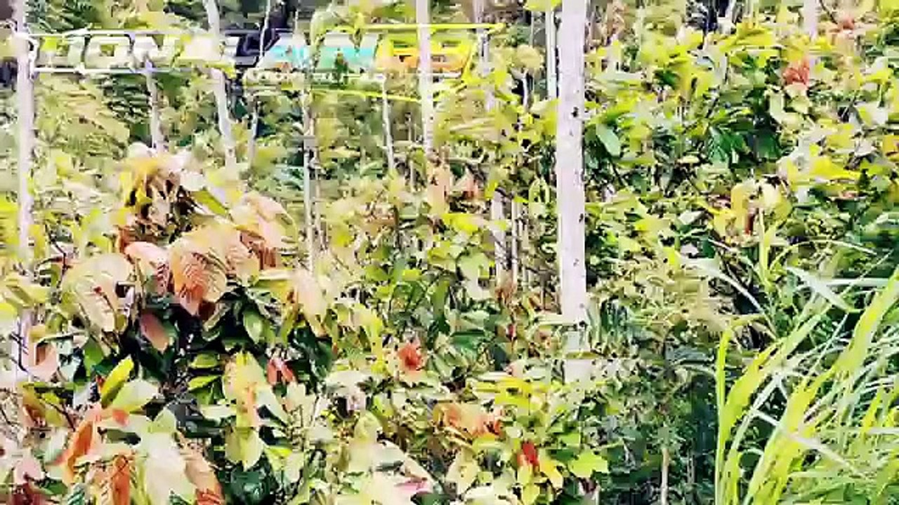 Dj Slow Bantengan Bass Jeduk