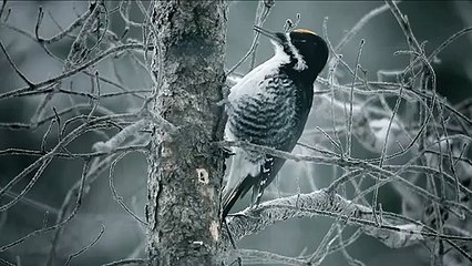 Fargo (2014) - season 2 Teaser VO