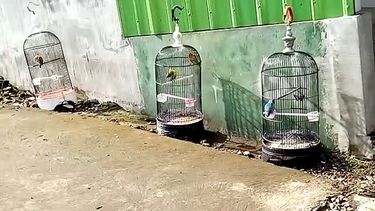 Gabut -- melihat burung love bird dijemur di pinggir jalan