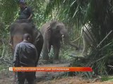 Penduduk lega gajah liar dipindahkan