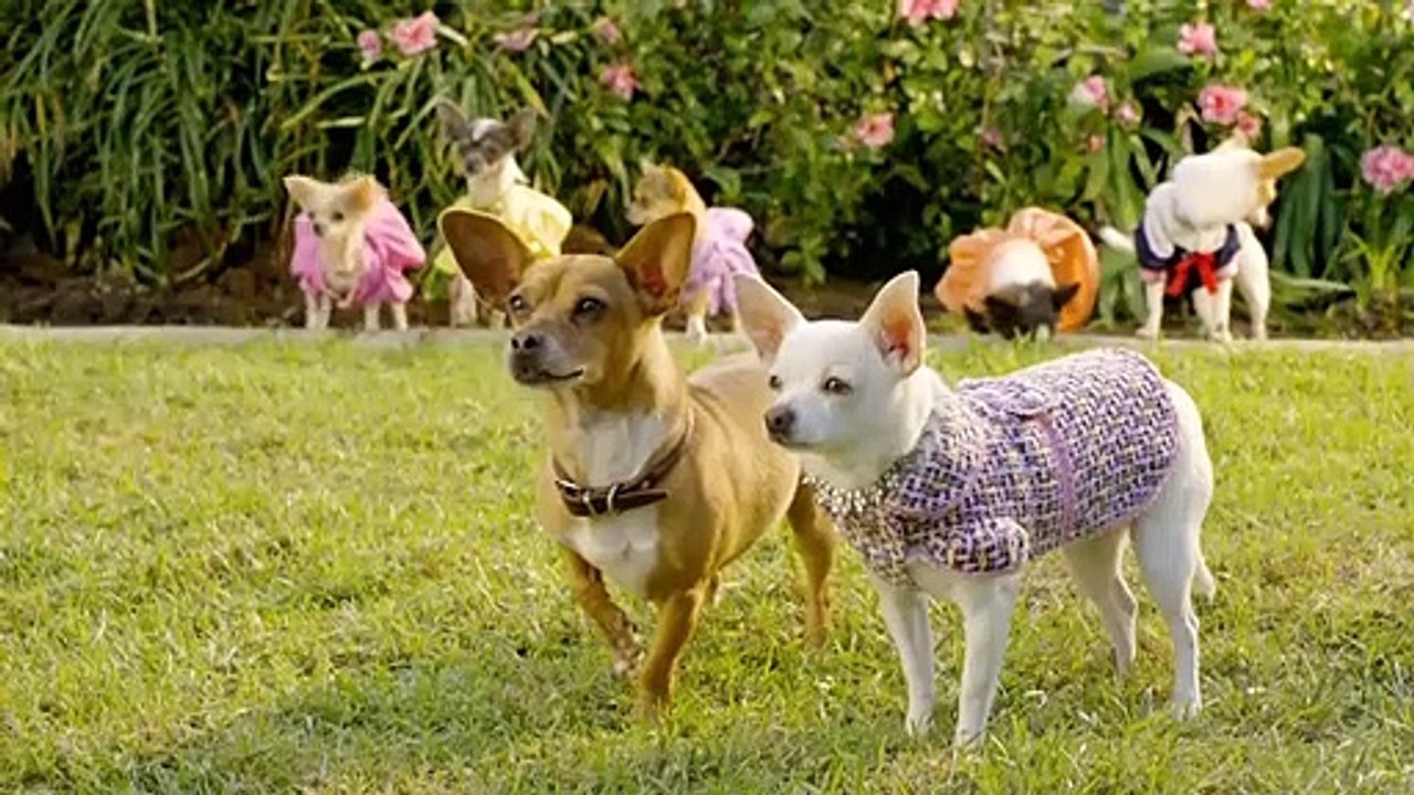 Perdidos Pra Cachorro 2 Trailer