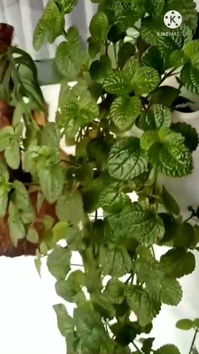 Part 2 -- melihat koleksi tanaman hias daun bu lik