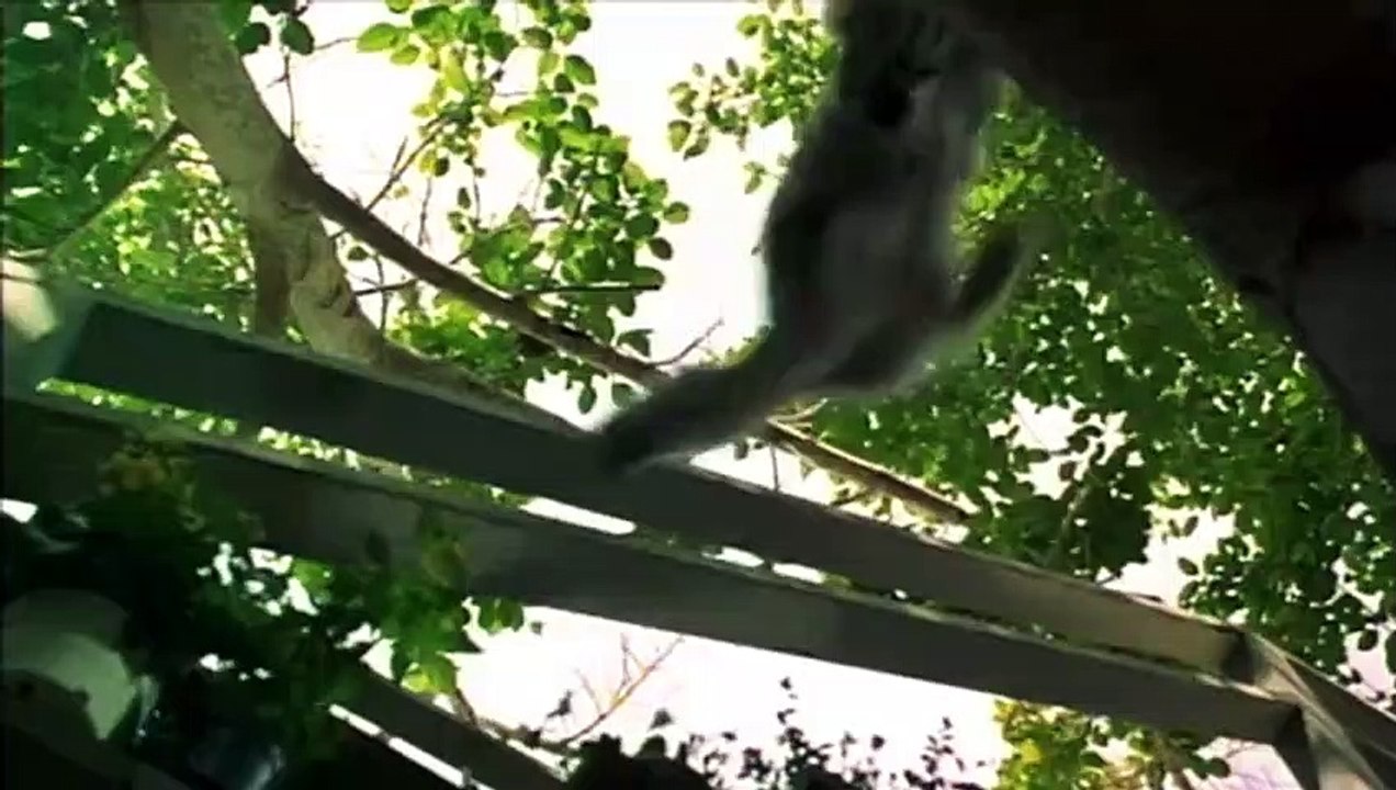 Zeus y Roxana Tráiler VO