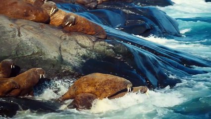 To the Arctic Tráiler VO