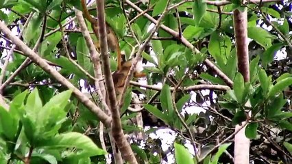 No Meio do Rio, Entre as Árvores Trailer