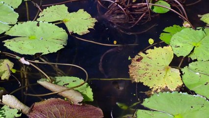 O Reino dos Primatas Clipe Dublado