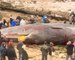 Four sperm whales wash up on England's eastern shores
