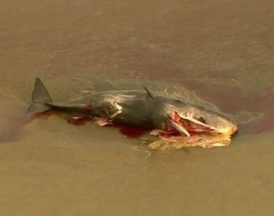 Carcass of fifth sperm whale washes up in eastern England
