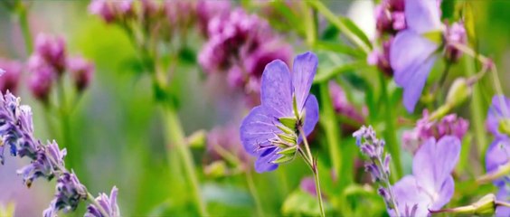 Longe Deste Insensato Mundo Trailer (1) Original