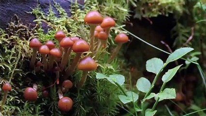 A Spell to Ward Off the Darkness Trailer Original