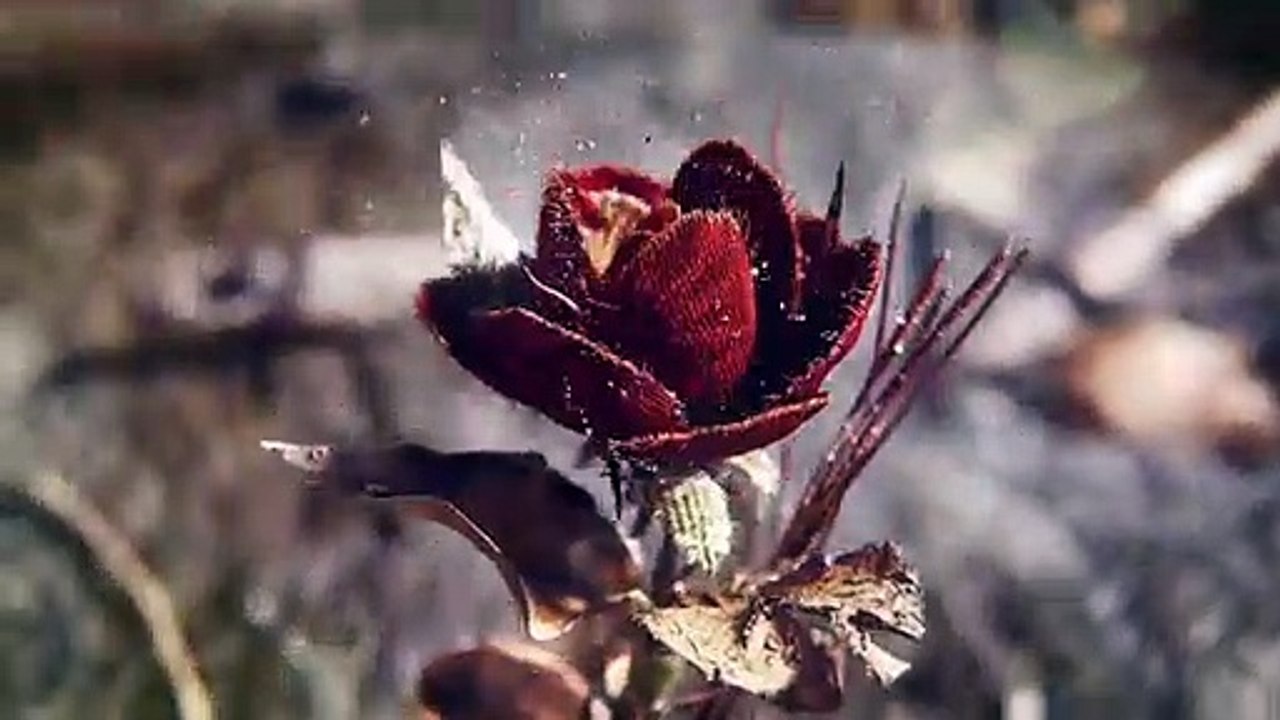 Amorteamo Sequência de Abertura Original