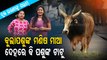 OTV Special Story- Meet Two Sisters Who Turned Mothers For Stray Animals