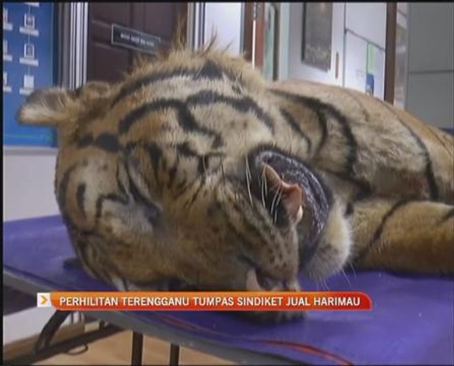 Perhilitan Terengganu tumpas sindiket jual harimau